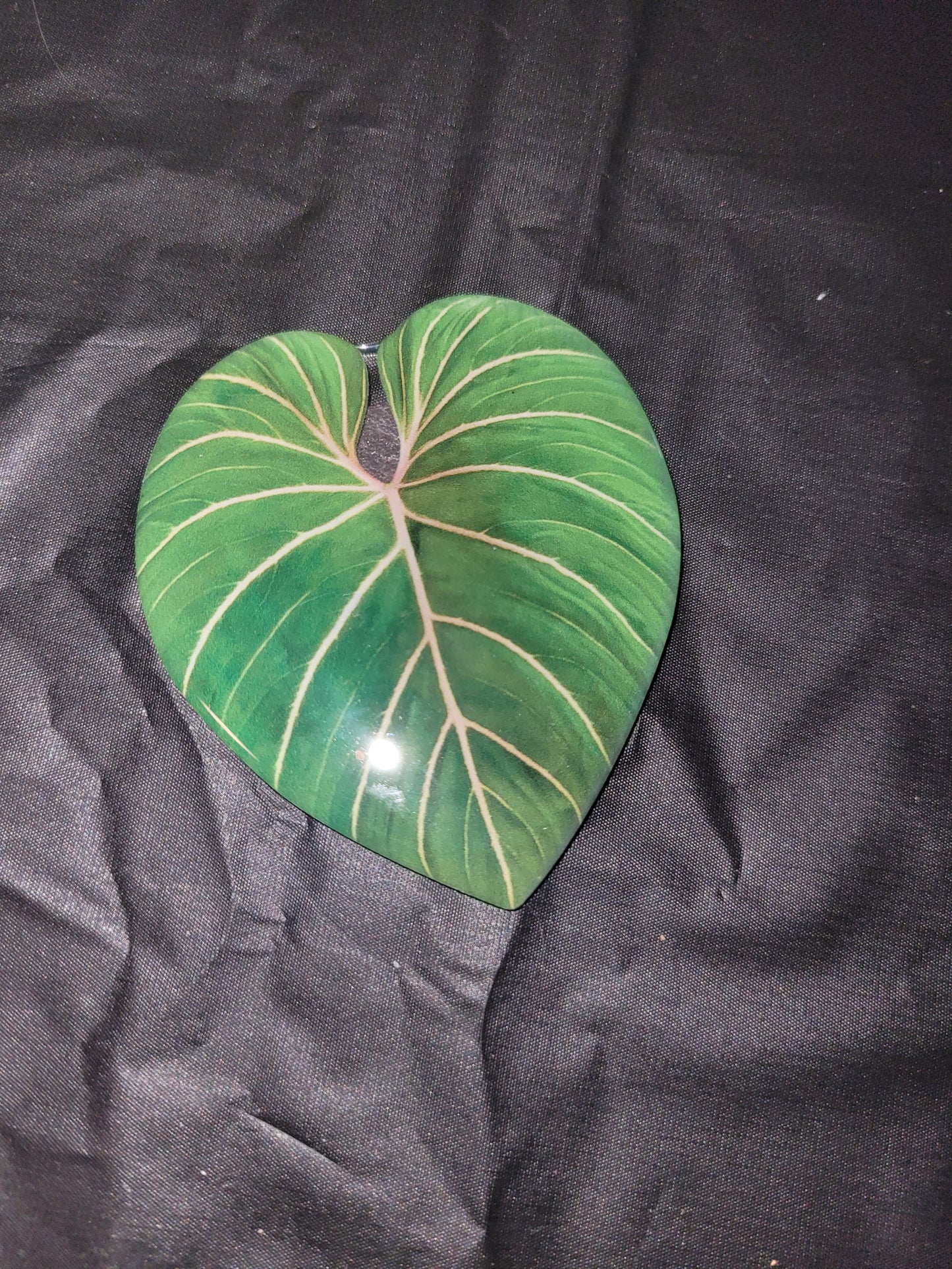 Philodendron Magnet