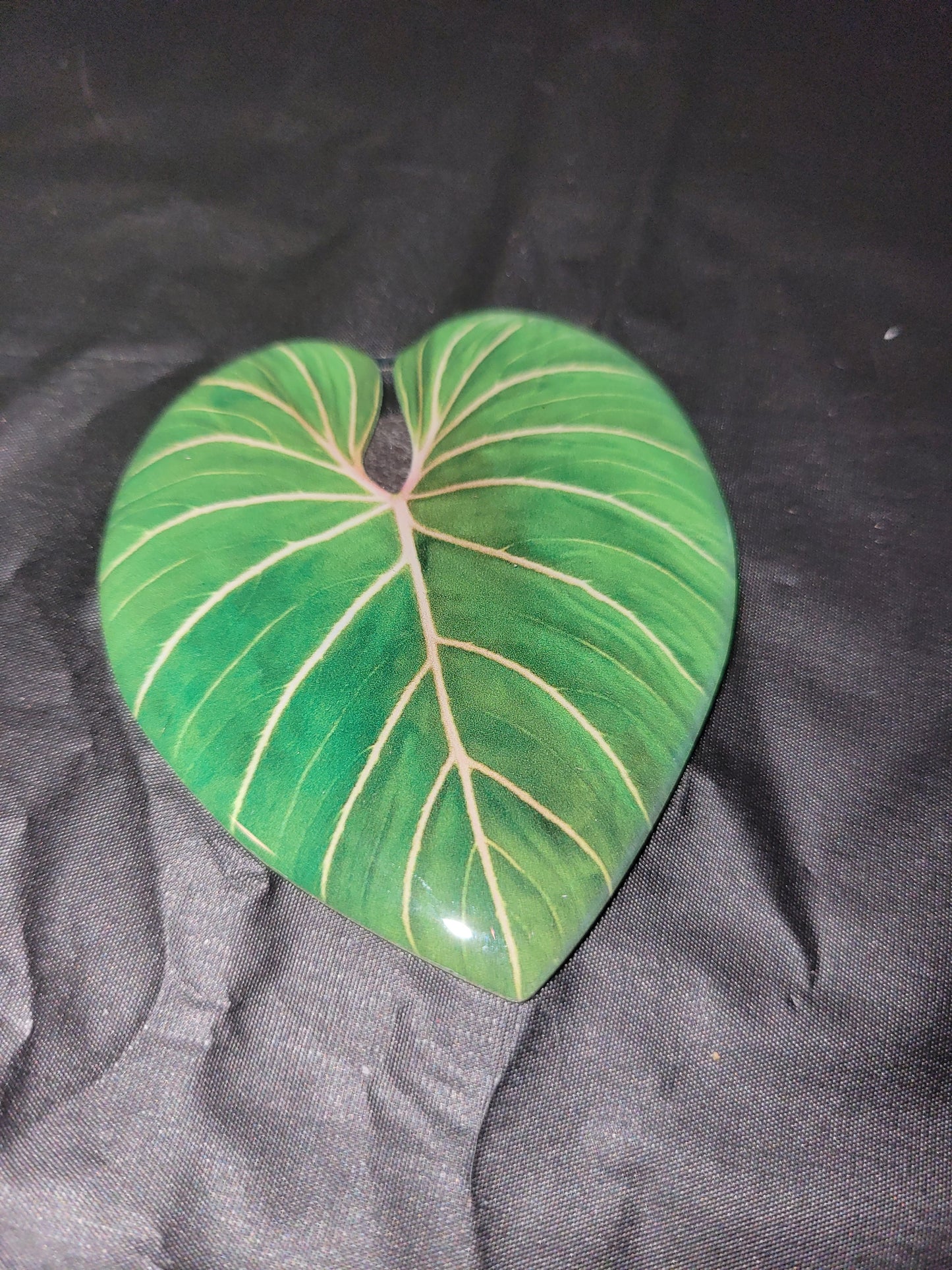 Philodendron Magnet